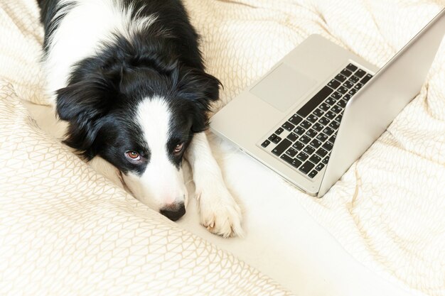 Lustiges Porträt niedlichen Welpenhunde-Grenzcollie auf Bett, das das Surfen beim Surfen im Internet mit Laptop arbeitet