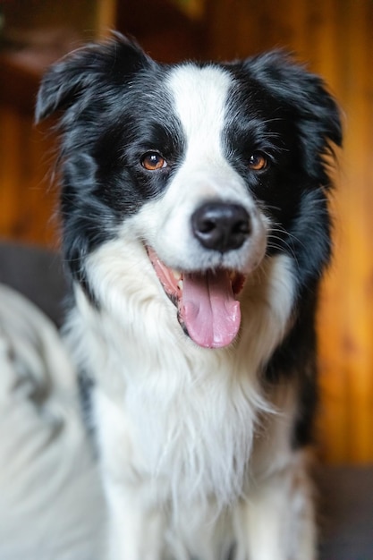 Lustiges Porträt von Hündchen-Border-Collie, das auf der Couch im Innenbereich sitzt Süßer Hund, der zu Hause auf dem Sofa ruht Haustier-Tier-Konzept Lustiger emotionaler Hund