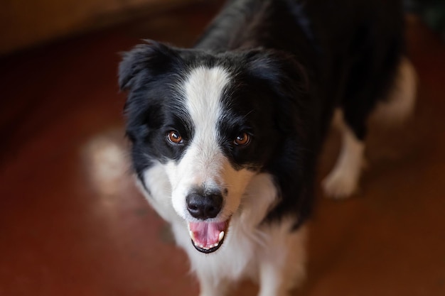 Lustiges Porträt von Hündchen-Border-Collie im Innenbereich Süßer Hund, der zu Hause ruht und spielt Haustierlebenskonzept