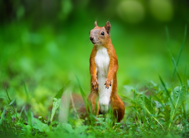 Lustiges rotes Eichhörnchen im Park