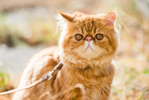 Lustiges rotes persisches Katzenporträt mit einer Leine, die in den Hof geht