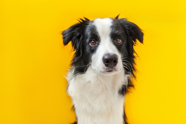 Lustiges Studioporträt des netten lächelnden Hündchenborder collie lokalisiert