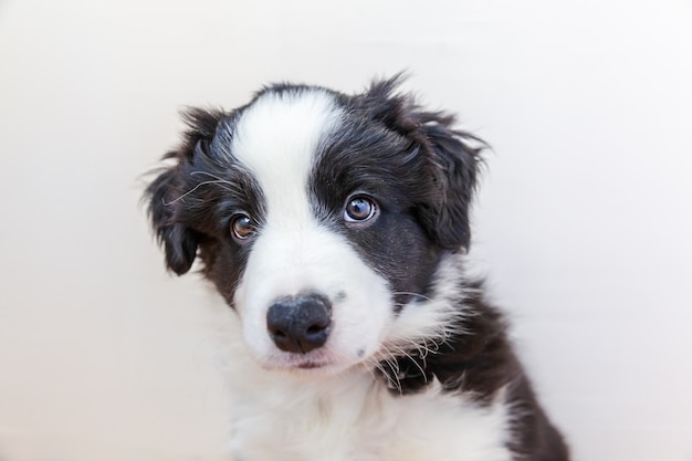 Lustiges Studioporträt des netten smilling Hündchenrandcollies auf Weiß