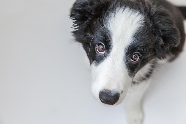 Lustiges Studioporträt des süßen, lächelnden Hündchen-Border-Collie isoliert auf weißem Hintergrund. Neues nettes Familienmitglied, kleiner Hund, der auf Belohnung blickt und wartet. Haustierpflege und Tierkonzept