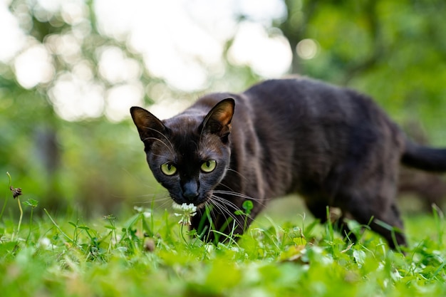 Lustiges süßes Kätzchen, das auf dem Spielplatz spielt. Attraktive junge Katze, die in das Gras geht.