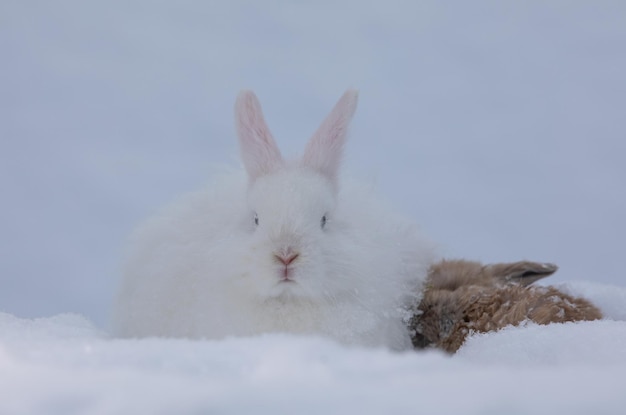 lustiges weißes Kaninchen im Schnee