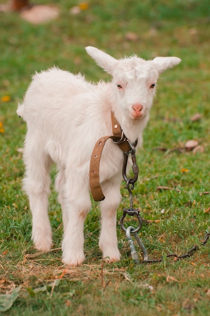 Foto lustiges weißes ziegenbaby auf dem grünen gras