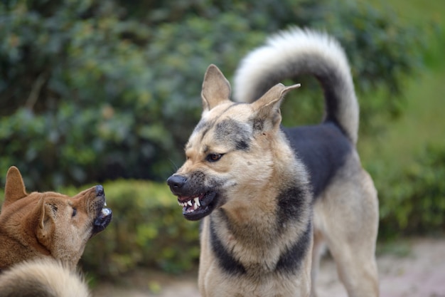 Luta cão