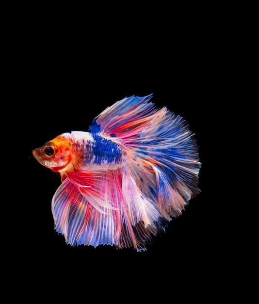 Luta de betta siamesa isolada