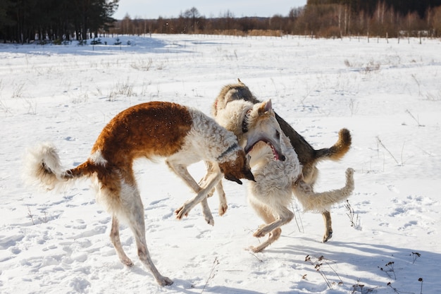 Luta de dois cães de caça de um cão e um lobo cinzento em um campo nevado.