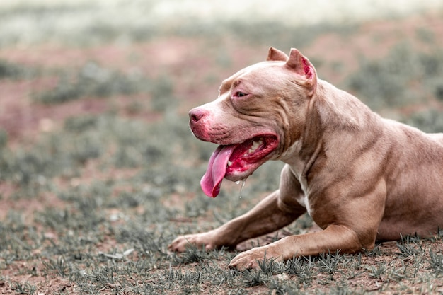 Lutando com cachorro no parque para passear, bull