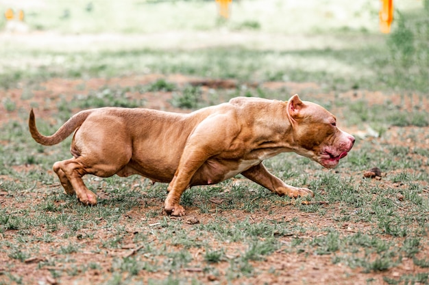 Lutando com cachorro no parque para passear, Bull