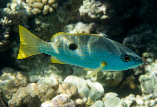 Lutjanus ehrenbergii nada en el mar en un arrecife de coral