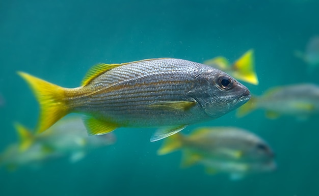 lutjanus madras o pez pargo indio nadando en agua salada de color verde oscuro.