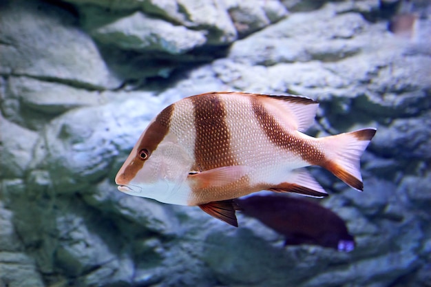 Lutjanus sebae, pargo emperador, es una especie de pargo nativa del océano índico y el océano pacífico occidental.