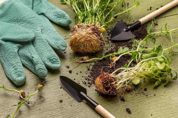 Luvas de jardinagem de borracha ferramentas de jardim e mudas de ervilha com raízes