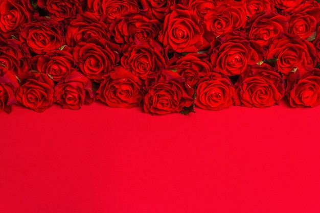 Luxuoso buquê de rosas vermelhas frescas. O conceito festivo para casamentos, aniversários, dia 8 de março, dia das mães ou dos namorados. Cartão de felicitações, fundo vermelho fosco