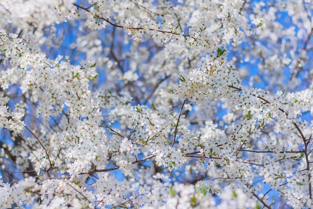 Luxuriantemente florescendo ameixa contra o céu azul. fundo natural de primavera