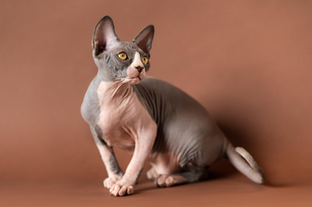 Luxuriöse blau-weiße Sphynx-Katze, die in angespannter Pose auf braunem Hintergrund sitzt und wegschaut