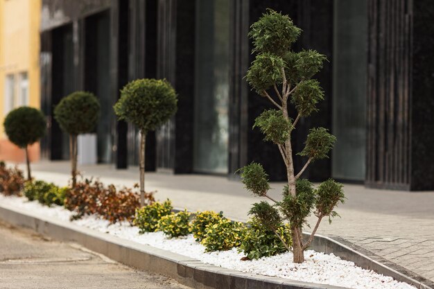 Luxuriöse Landschaftsgestaltung in der Nähe eines modernen Hauses Thuja und Büsche wurden in der Nähe des Bürgersteigs gepflanzt