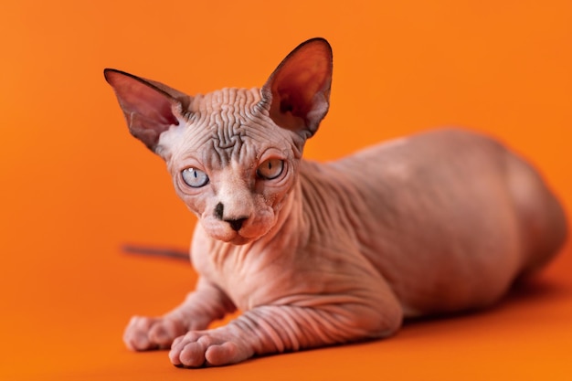 Luxuriöse Sphynx-Katze in der Farbe Schokoladenerz und Weiß im Alter von vier Monaten, die sich auf orangefarbenem Hintergrund hinlegt