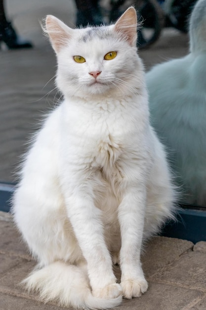 Luxuriöse weiße Katze in der Nähe des Schaufensters