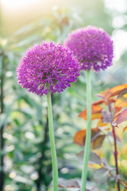 Luxuriöser Blütenstand bunter Blumen aus lila Allium, die im Garten vom Sonnenlicht beleuchtet werden. Vertikal.