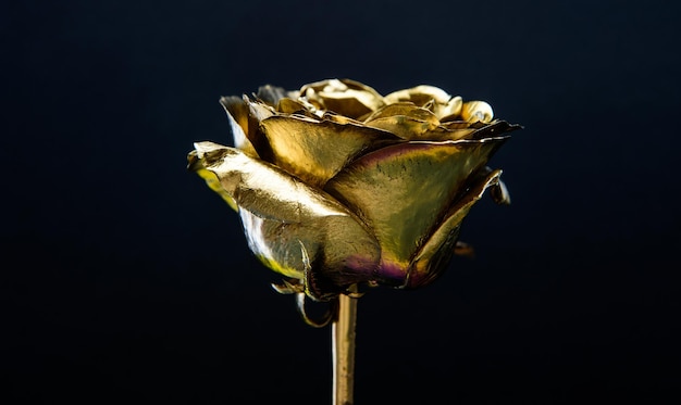 Luxus und Erfolg metallisierte Dekoration antikes Konzept natürliche Schönheit Gold Rose Reichtum und Reichtum goldene Blume Blumenladen Dekor Floristik Geschäft Vintage und Schmuck Jubiläum