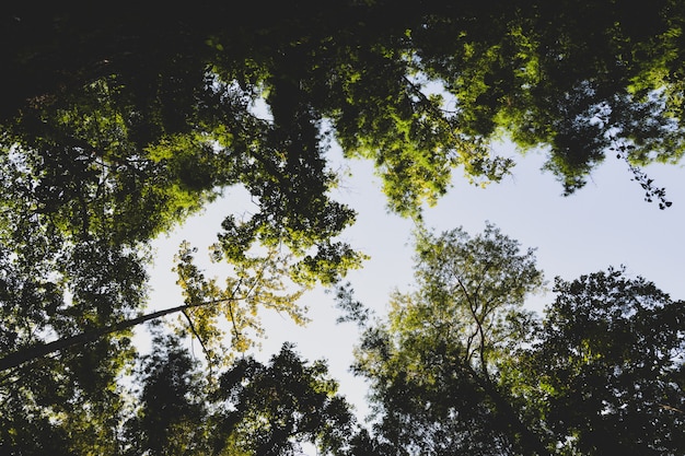 Luz y árboles, fondo de Green Summer Forest Park