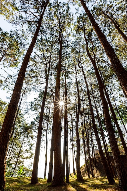 Luz brilhando na floresta de pinos na vista de ângulo da manhã