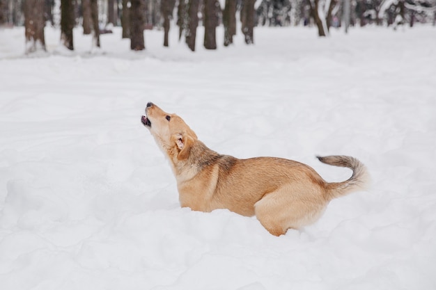 Luz - cão marrom que salta na neve em uma floresta. Animal brincalhão