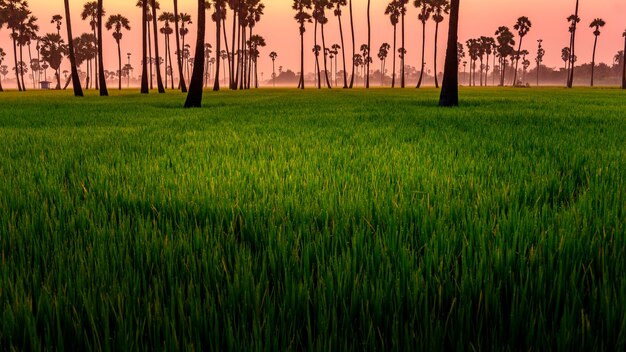 Foto luz da manhã e fazenda de arroz.