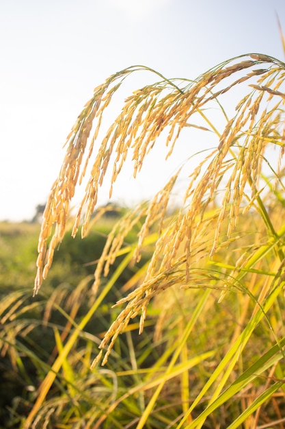 Luz da manhã na orelha de arroz Luz da manhã na orelha do arroz