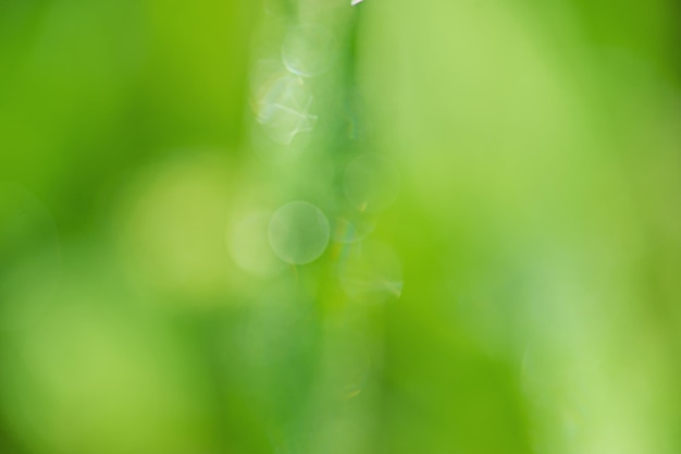 Luz de desfocagem de foco turva Fundo abstrato de cor verde natural