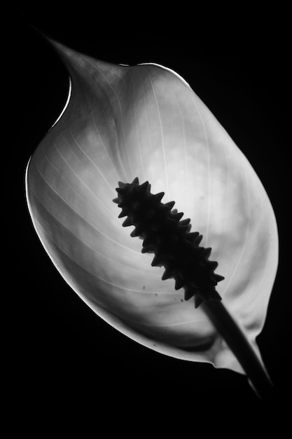 Luz de fundo de spathiphyllum