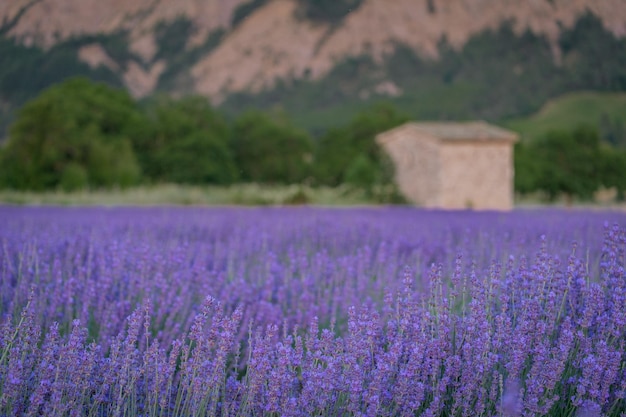 Luz de verão em um campo de lavanda violeta perto de Chatillon en Diois, no sul da França Provence