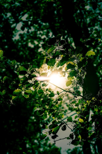 Foto la luz detrás de las hojas