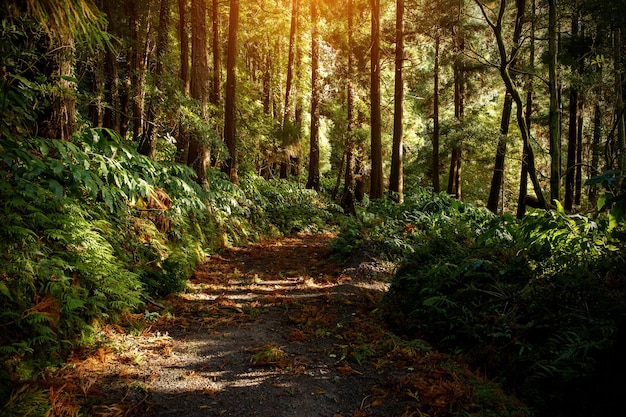 Luz do amanhecer da floresta mágica.