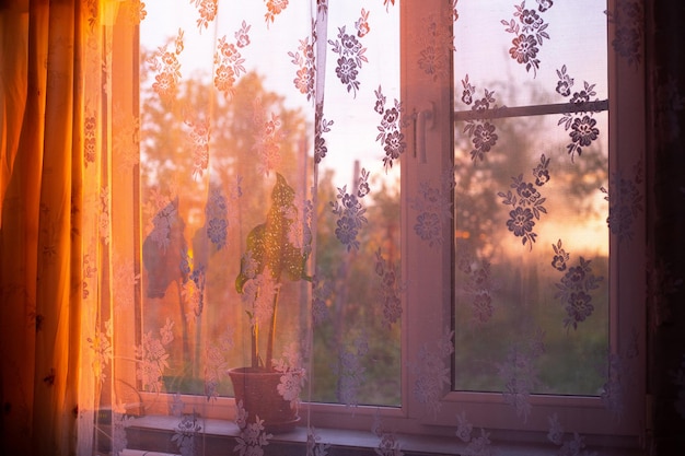 Luz do sol caindo por uma janela com uma cortina transparente com uma flor em um vaso no parapeito da janela em uma noite de primavera ao pôr do sol