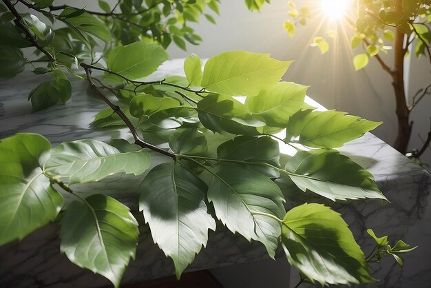 Luz do sol de primavera no ramo verde da árvore com sombra na parede de azulejos de mármore branco mesa de madeira espaço de cópia