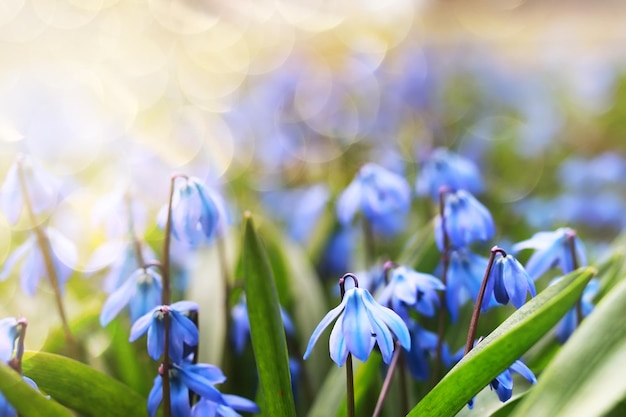 Luz do sol e raios na primeira flor azul na primavera