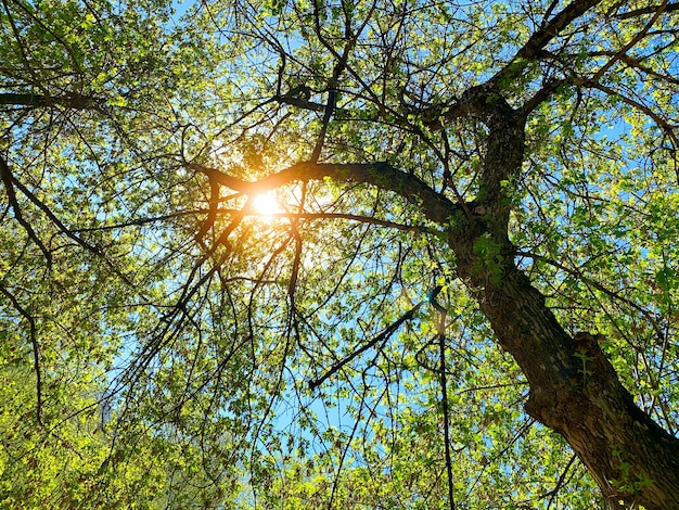 Luz do sol na floresta verde tempo de primavera natureza madeira luz solar fundo