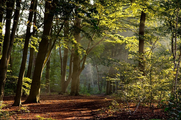 luz do sol na floresta