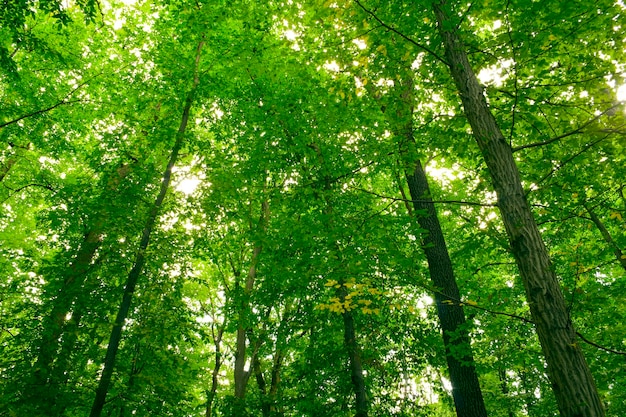 Luz do sol nas árvores da floresta verde de verão