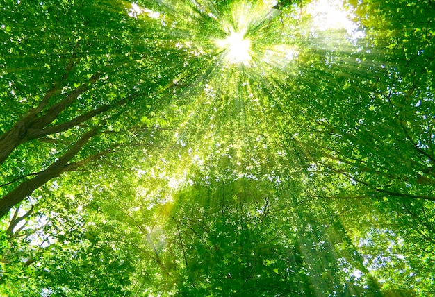 Luz do sol nas árvores da floresta verde de verão