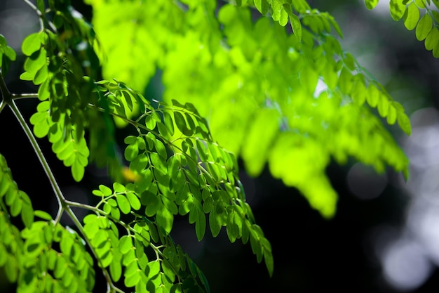 Luz do sol nas folhas penduradas de Moringa oleifera Folhas frescas de árvores verdes