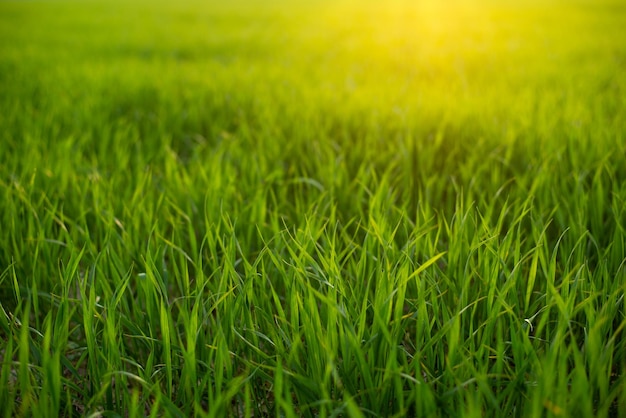 Luz do sol quente na grama verde clara no campo Fechar a foto horizontal do espaço da cópia da grama fresca