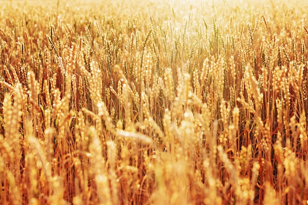 Luz do sol sobre o campo de trigo dourado maduro. Época da colheita do outono. Foco seletivo.