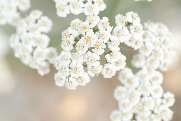 Luz e fundo claro da flor da Achillea setacea