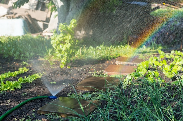 Luz espectral causada por un aspersor de riego activo en un jardín rústico con verduras frescas y una pasarela de piedra en un día cálido de primavera o verano